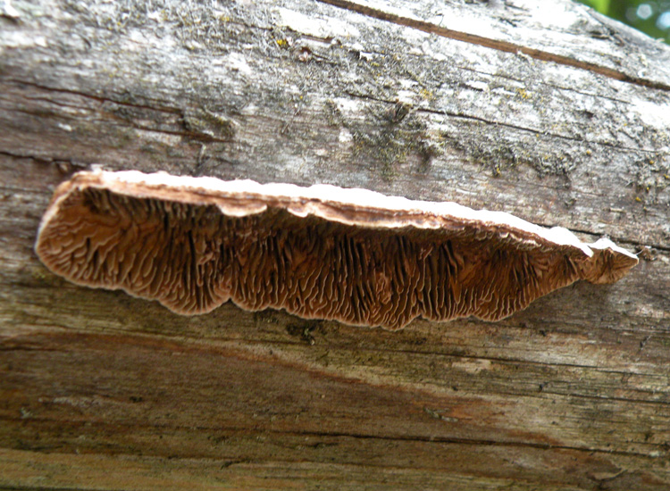 Dal Trentino: Gloeophyllum sp? (Gloeophyllum abietinum)